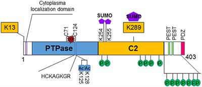 PTEN: Tumor Suppressor and Metabolic Regulator